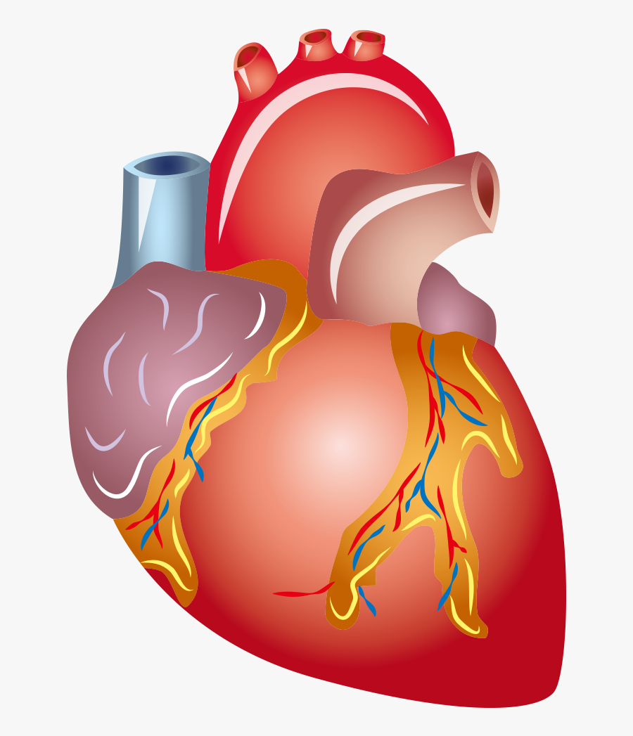 Human Heart Png Clipart Free Transparent Clipart Clipartkey