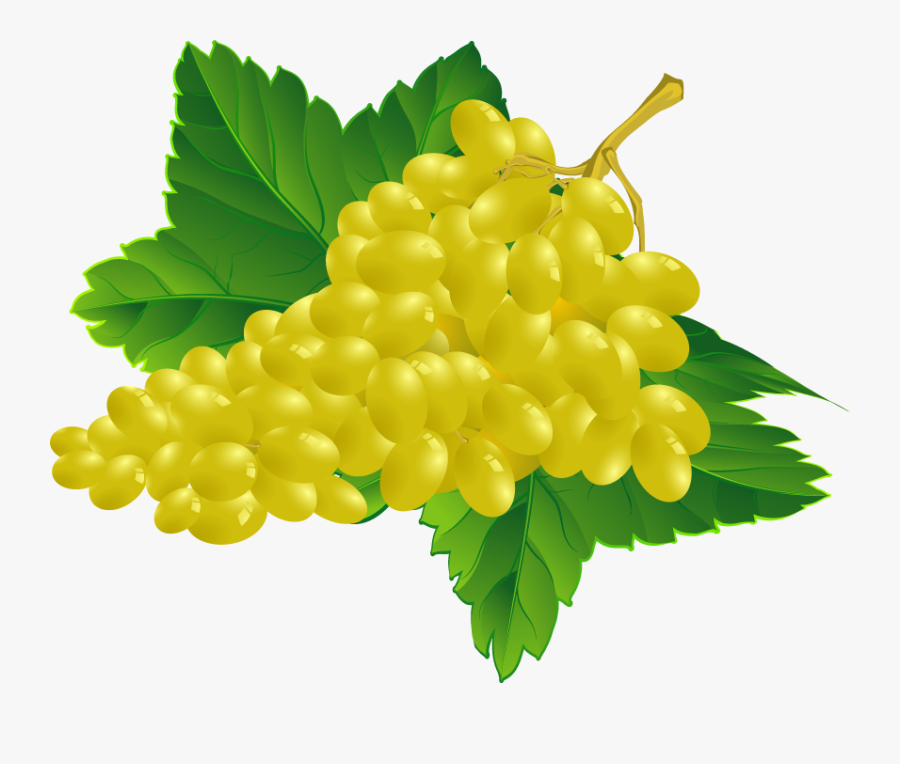 Grape Vector, Transparent Clipart