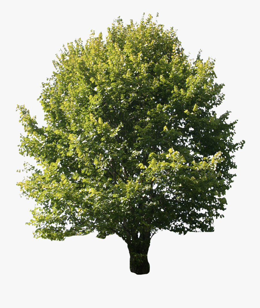 Transparent Beech Tree Clipart - Tree No Back Ground, Transparent Clipart