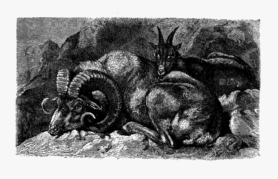 Armadillo, Transparent Clipart