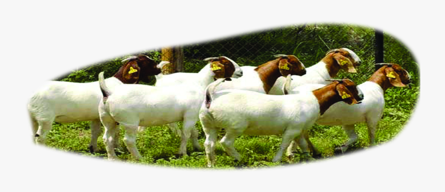 Clip Art Boer Beef Cattle Sheep, Transparent Clipart
