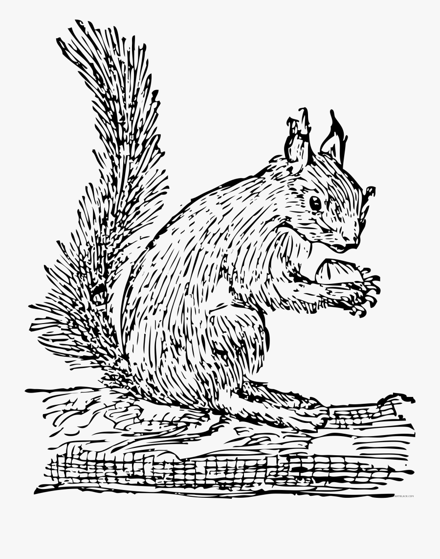 Squirrel Clip Art, Transparent Clipart