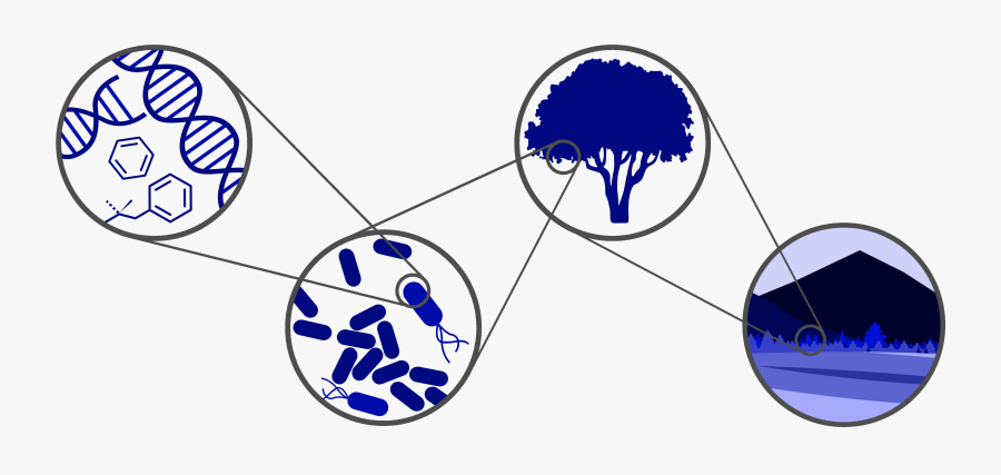 Avatar - Circle, Transparent Clipart