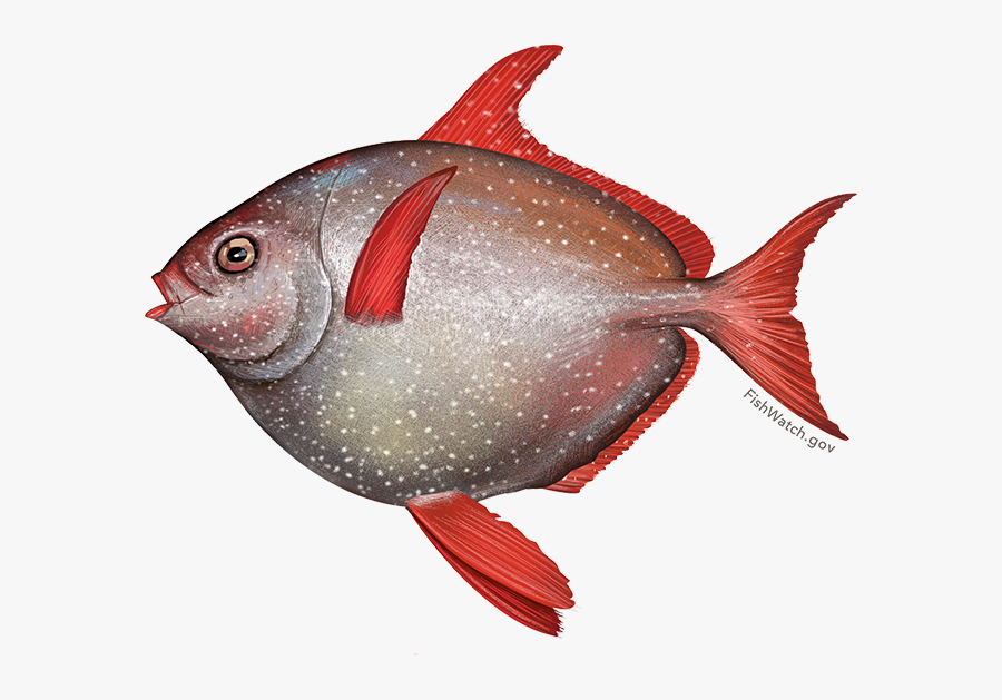 Illustration Of An Opah - Opah Noaa, Transparent Clipart