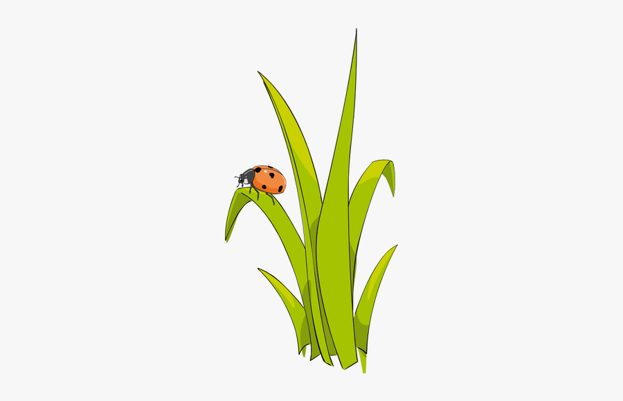 Ladybird On Grass - Blade Of Grass Clipart, Transparent Clipart