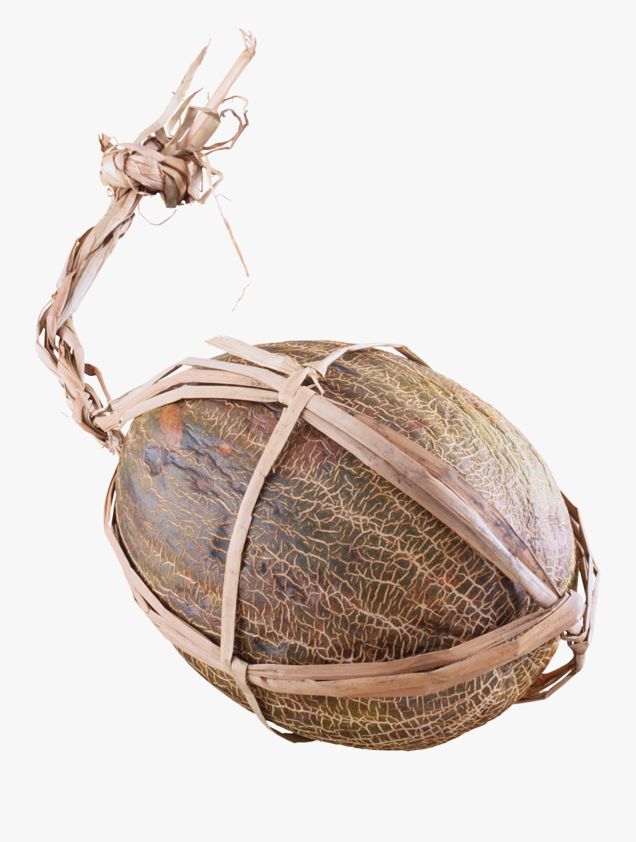 Insect, Transparent Clipart