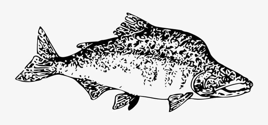 Salmon Fish Sockeye Free Picture - Fish Clip Art, Transparent Clipart