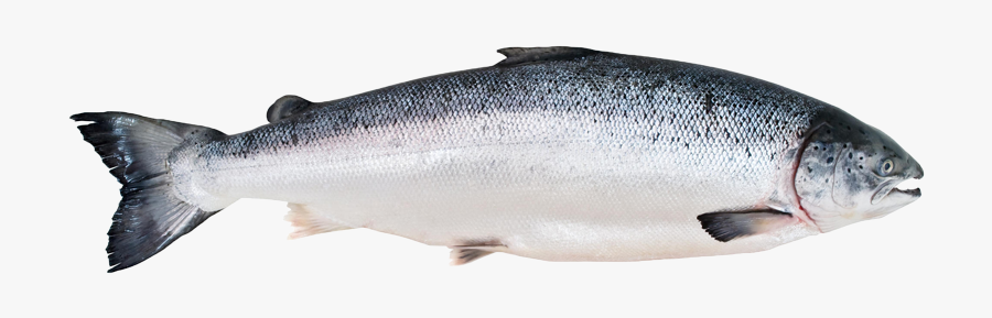 Clip Art Images Of Salmon - Salmon Fish Png, Transparent Clipart
