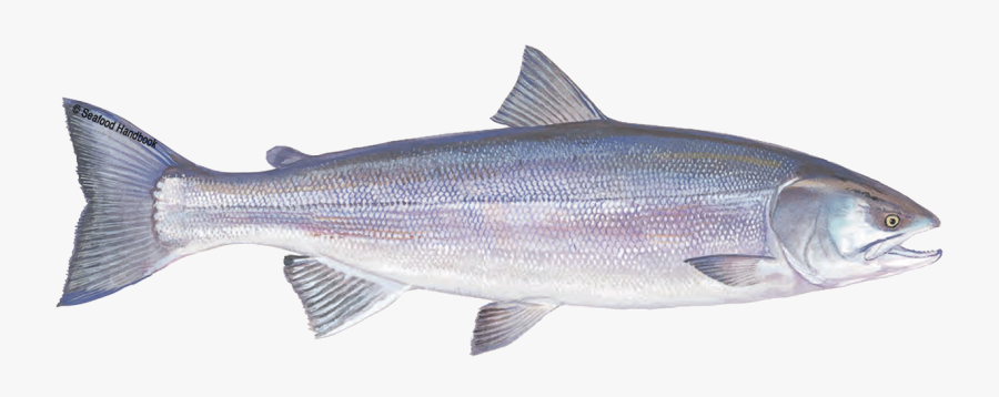 Salmon Fish Png, Transparent Clipart