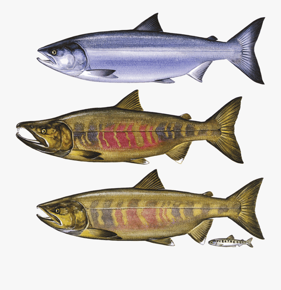 Chum Salmon Png, Transparent Clipart