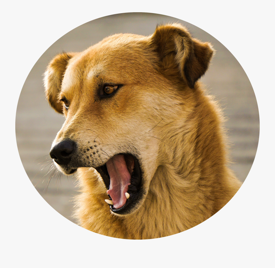 Transparent Running Dog Png - Dog With Open Mouth, Transparent Clipart