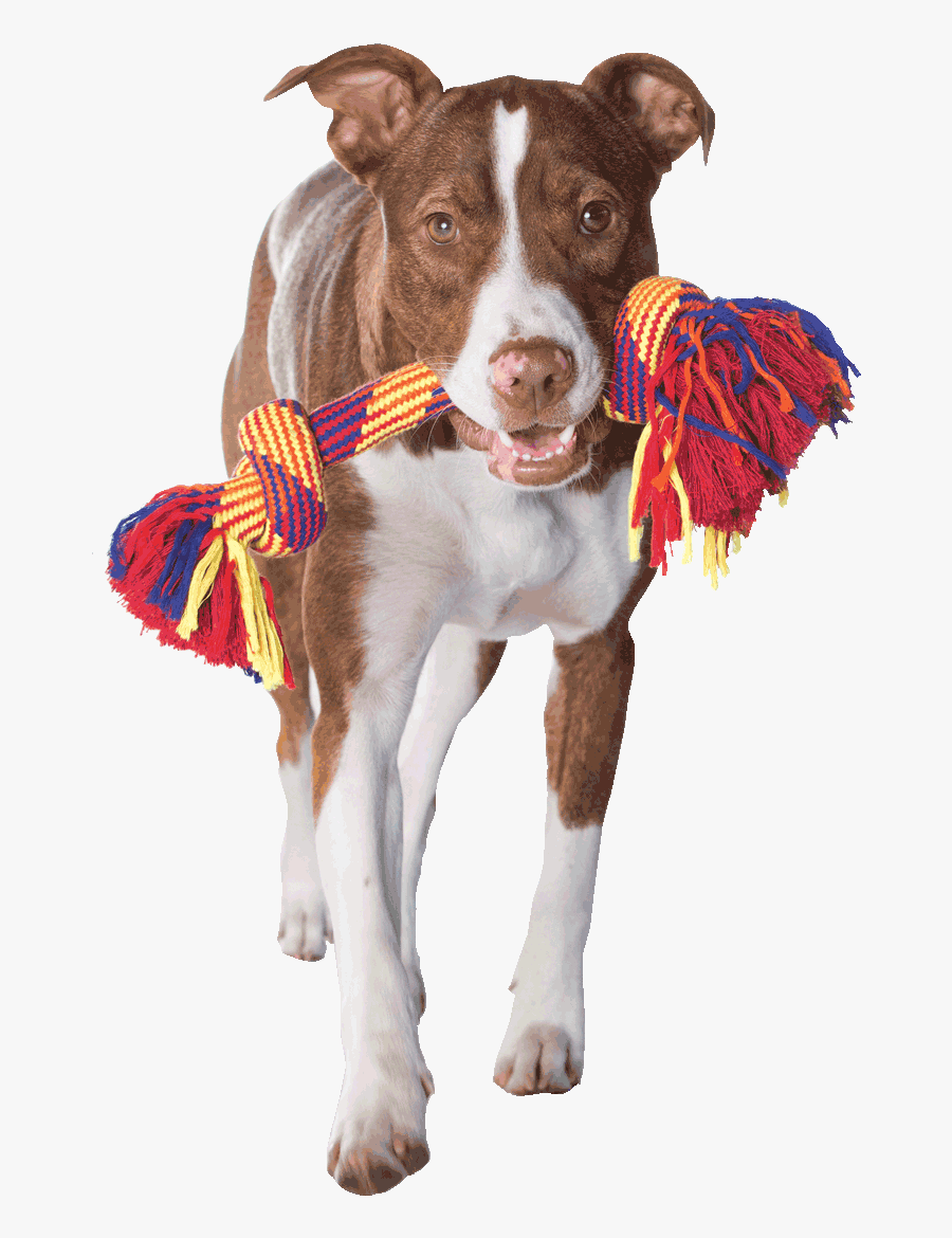 Dog Catches Something, Transparent Clipart