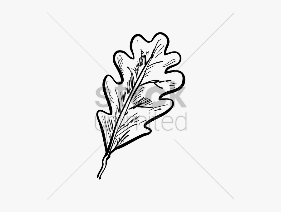 Oak Leaf Vector Image - Line Art, Transparent Clipart
