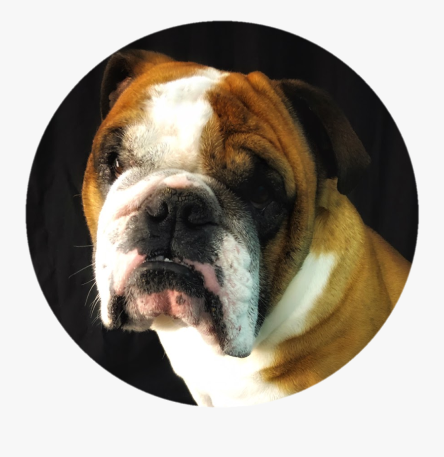 Australian Bulldog, Transparent Clipart
