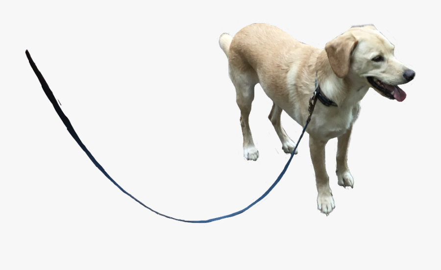 Dog Freetoedit - Labrador Retriever, Transparent Clipart