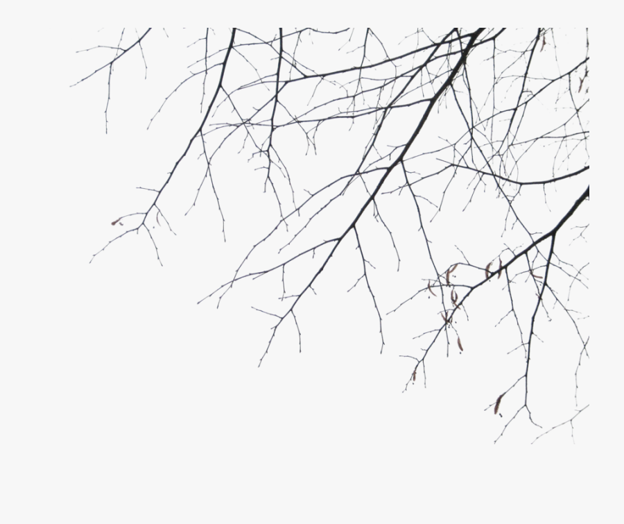 Twig Drawing Miswak - Branches, Transparent Clipart