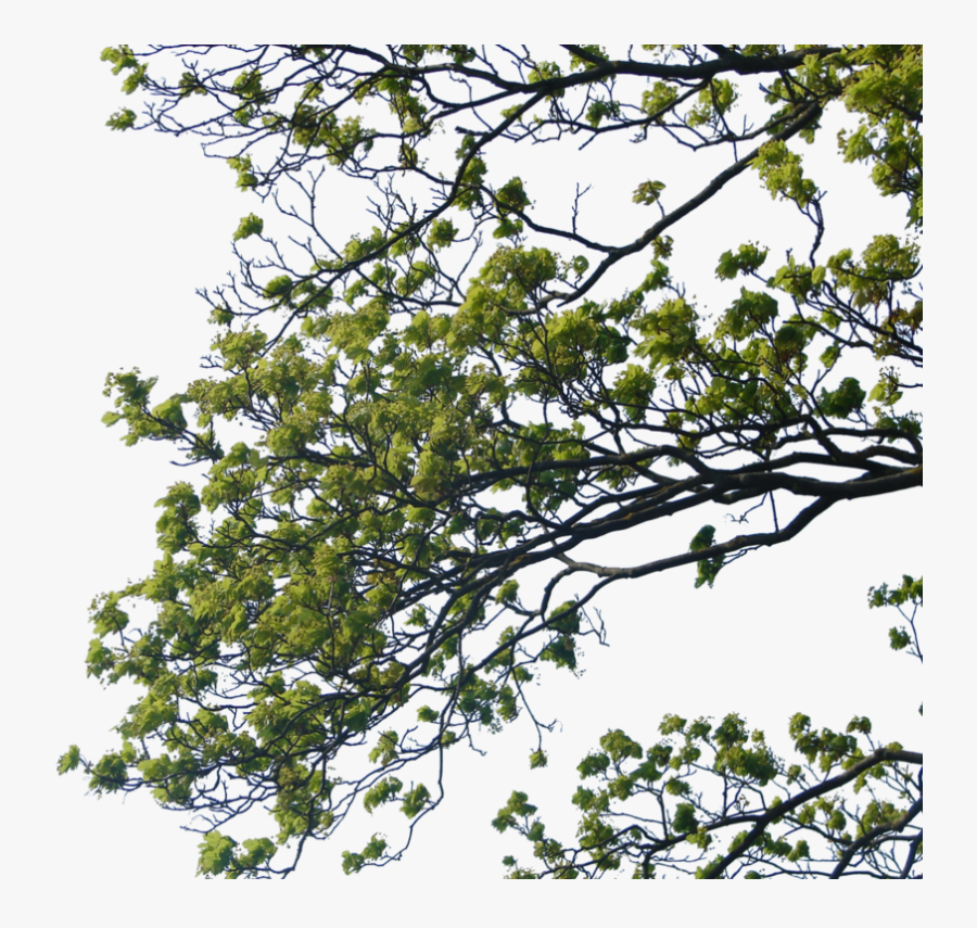 Tree Branch Png Clipart Tree Branches On The Ground - Branch Png, Transparent Clipart