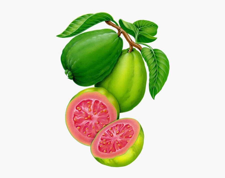 Guava Fruit Art, Transparent Clipart