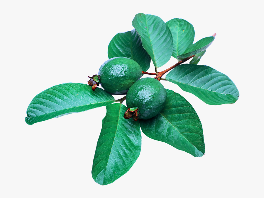 Guava Leaves Paste For Hair, Transparent Clipart