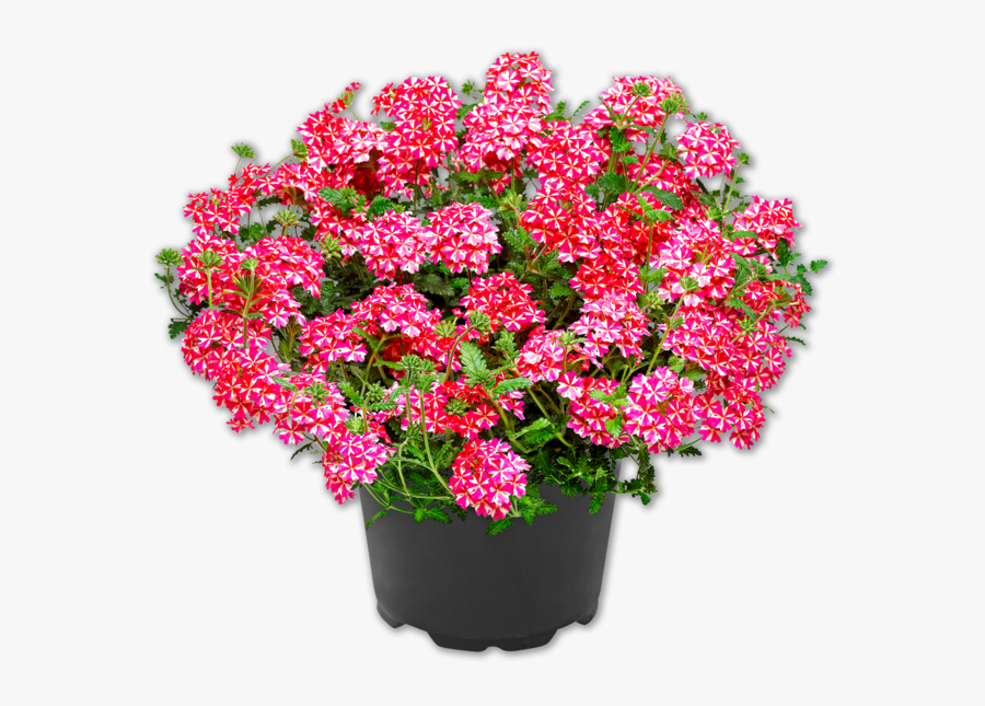 Aktuelle Angebote Kaufroboter Die - Verbena Superbena Scarlet Star, Transparent Clipart