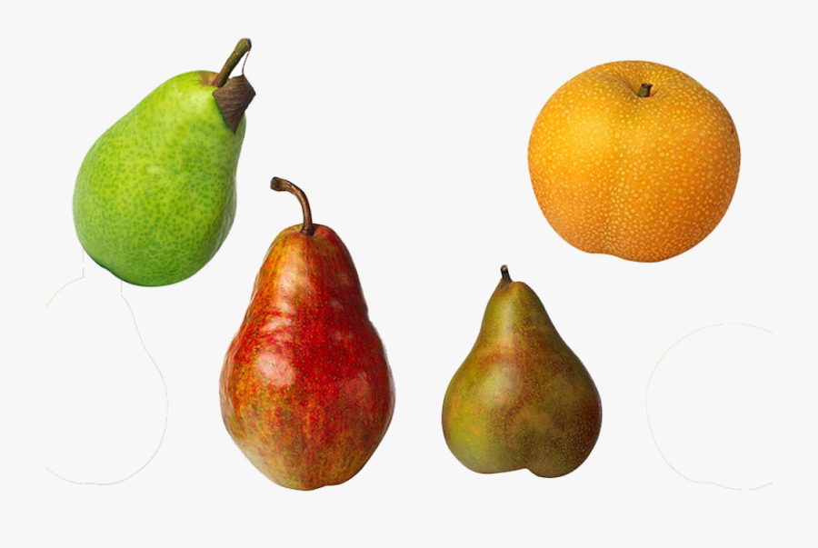 Clip Art Asian Fruits - Grapefruit, Transparent Clipart