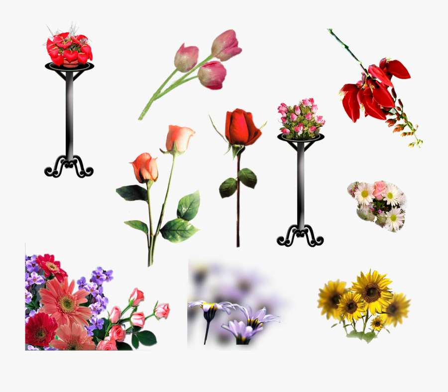 Garden Roses, Transparent Clipart