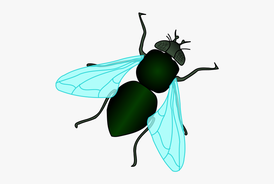 Insects Clipart Fly - House Fly Clipart Png, Transparent Clipart