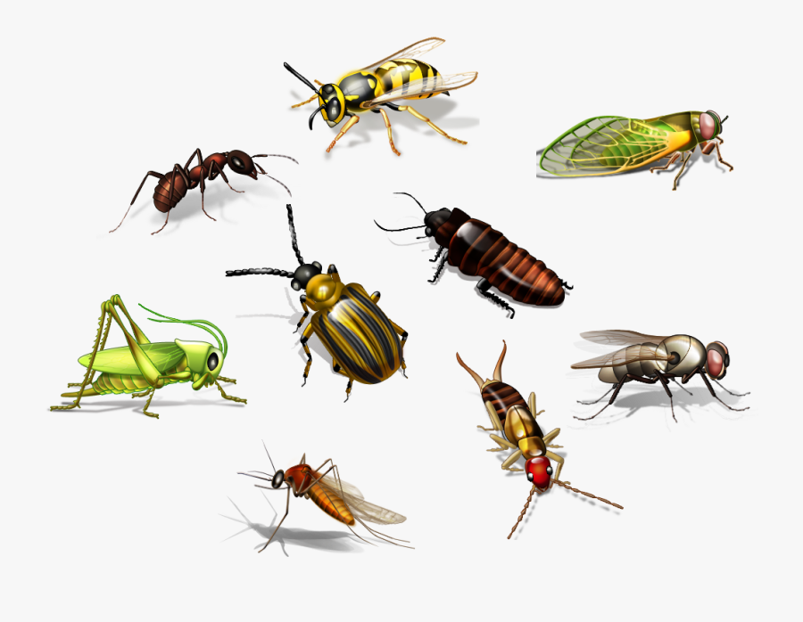 Flies Clipart Harmful Insect - Insects Name In Hindi, Transparent Clipart