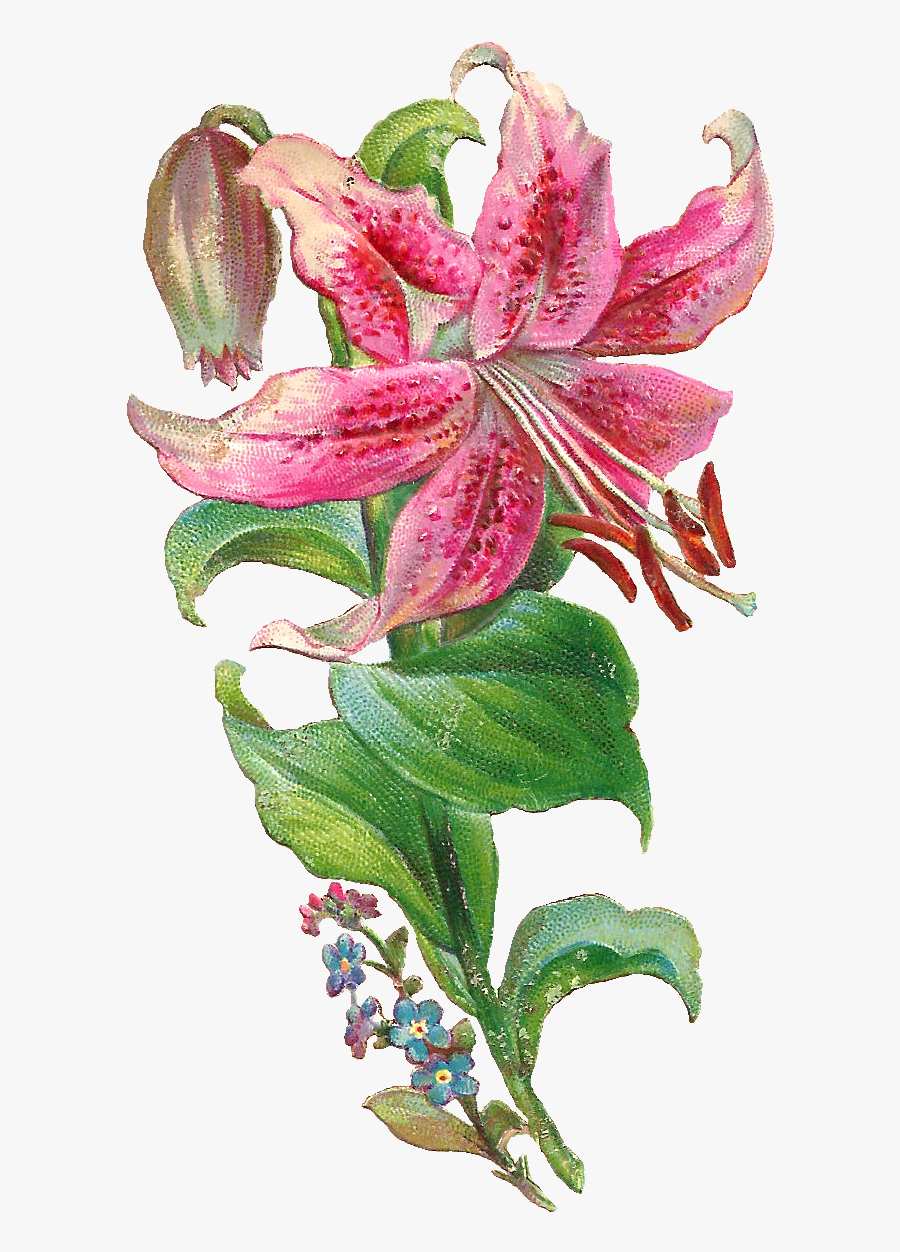 Lily, Transparent Clipart