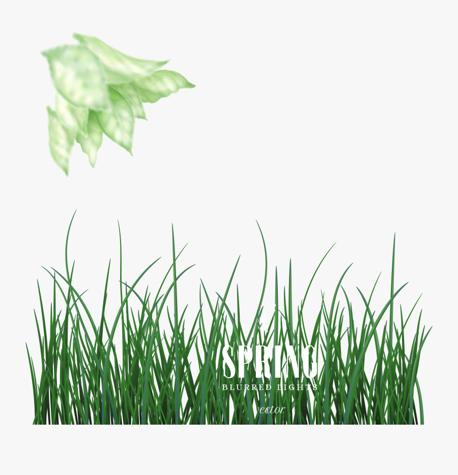 Green Euclidean Vector - Hierochloe, Transparent Clipart
