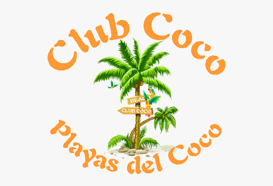 Coconut Tree Png Clipart , Png Download, Transparent Clipart