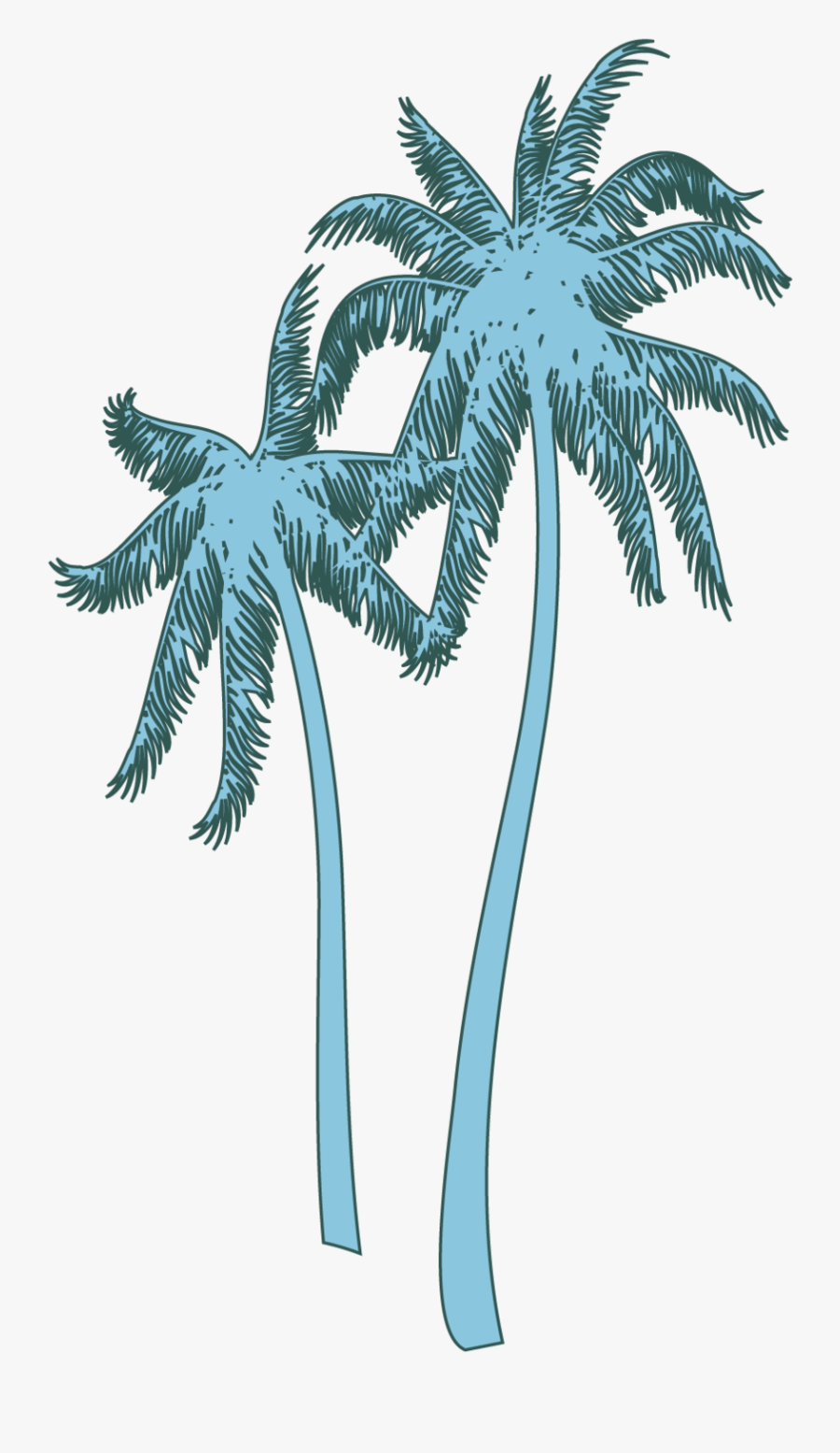 Coconut Tree , Png Download - Roystonea, Transparent Clipart