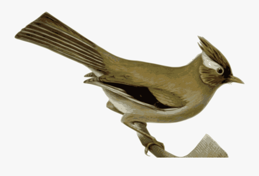 Perching Bird,wildlife,finch - White-collared Yuhina, Transparent Clipart