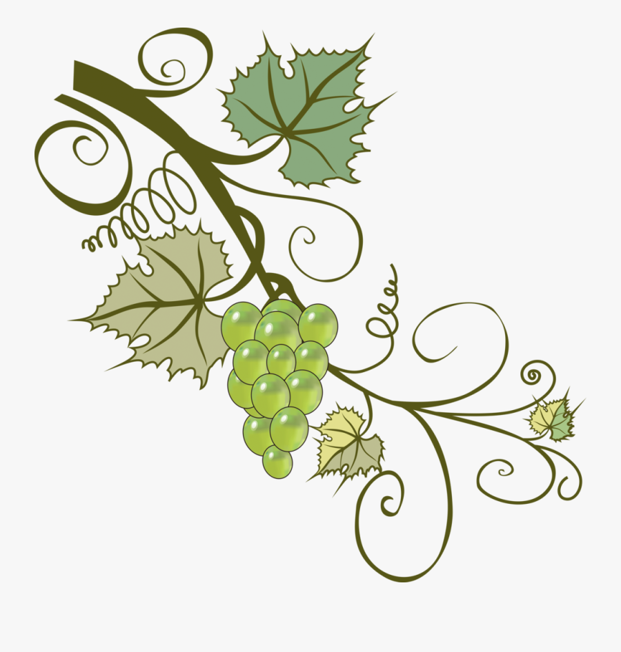 Transparent Grape Vines Clipart - Ramas De Uvas Dibujo, Transparent Clipart