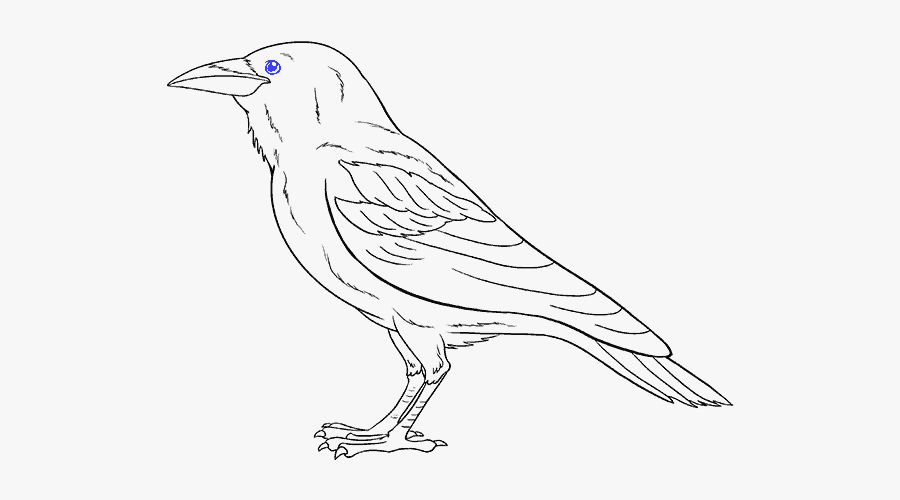 How To Draw Raven - Drawing, Transparent Clipart
