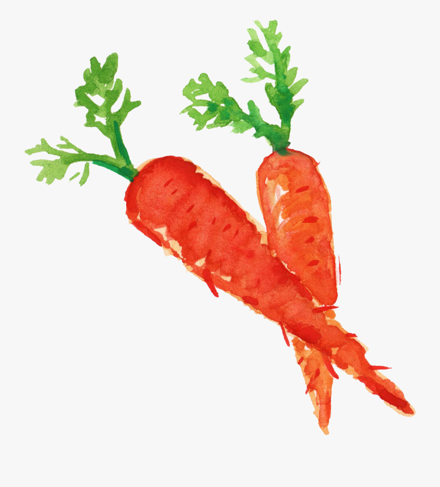 Carrot Watercolor Png, Transparent Clipart