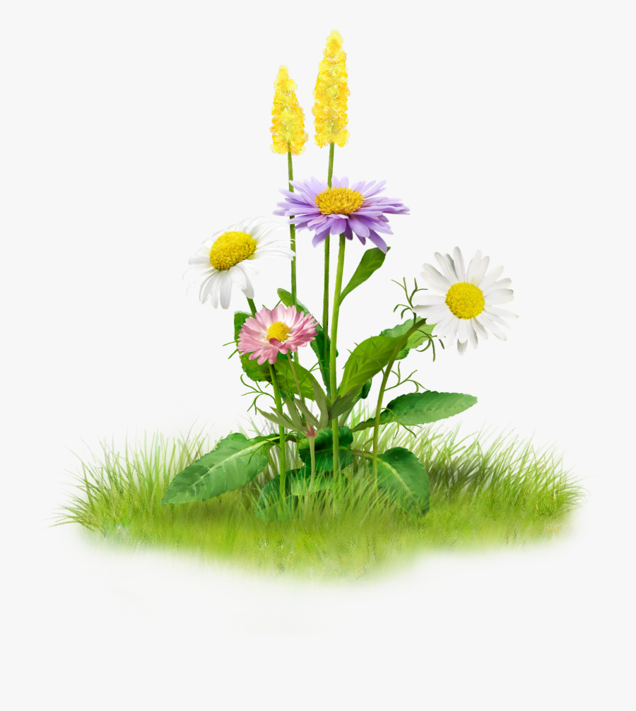 Nature Png Image, Transparent Clipart