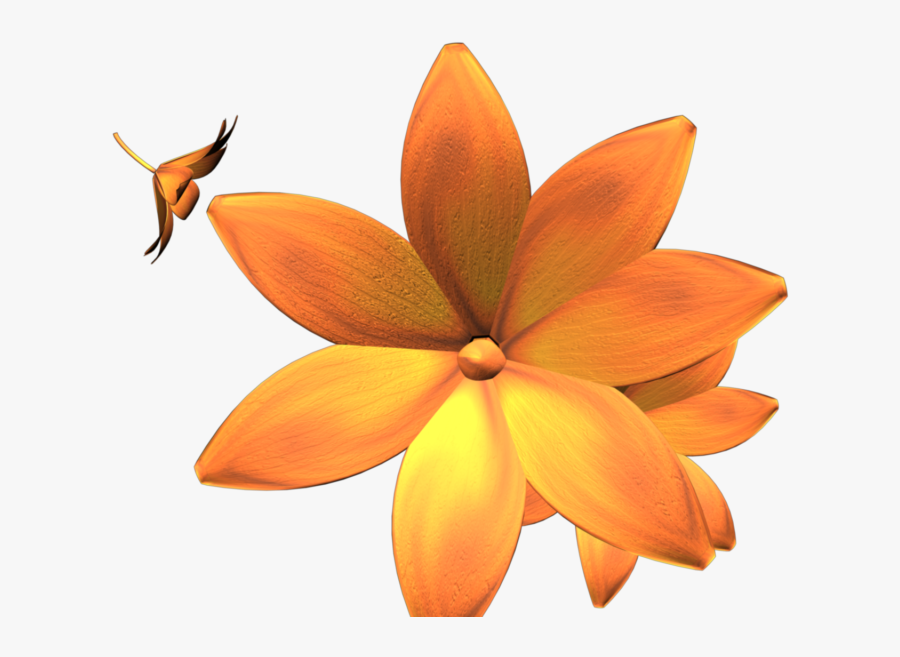 Nature Of Orange Flowers Footage, Transparent Clipart