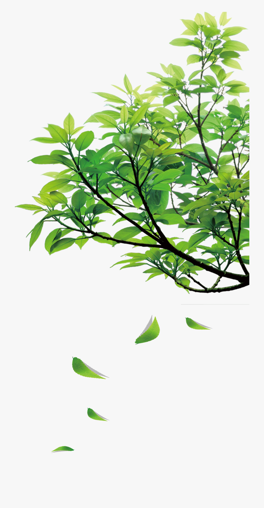 Natural Green Leaves, Transparent Clipart