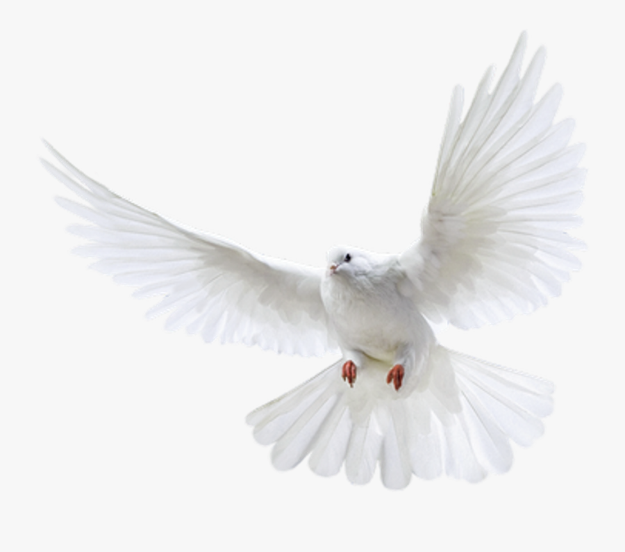 Pigeon Png, Transparent Clipart