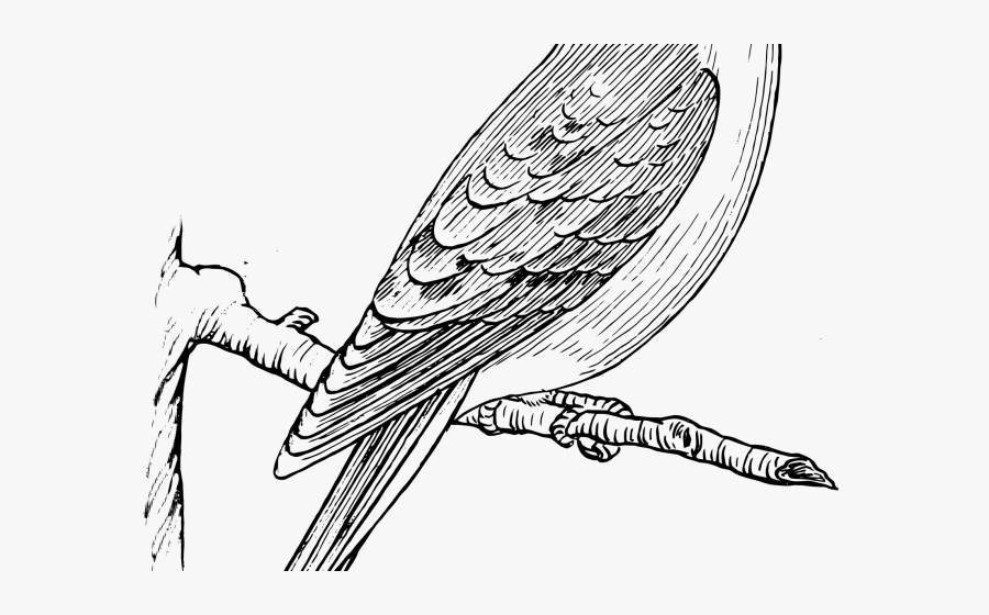 Kabutar Clipart, Transparent Clipart