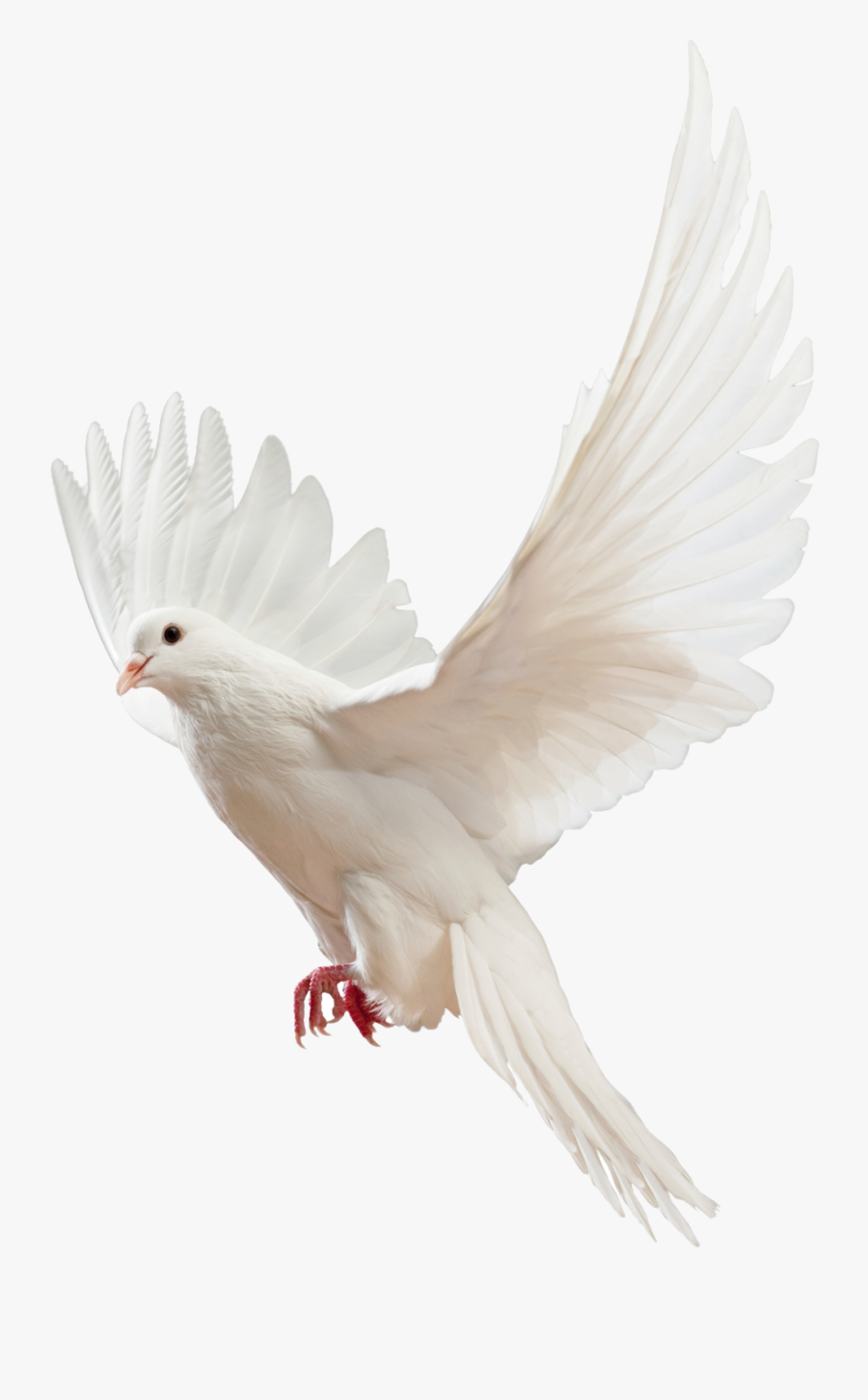 Kabutar Clipart, Transparent Clipart