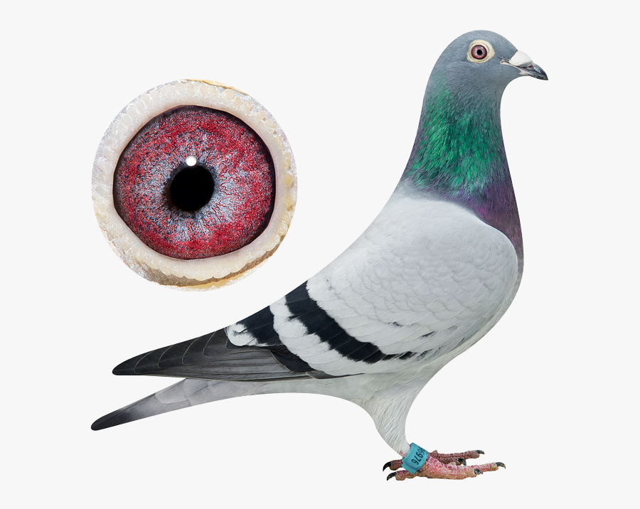 Top Pigeon, Transparent Clipart