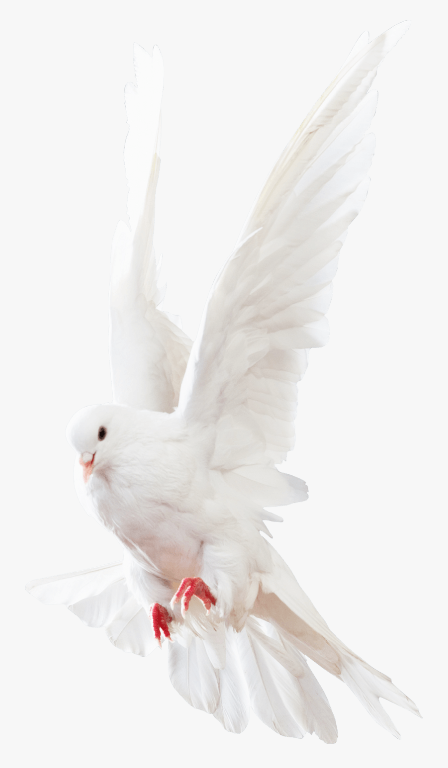 Doves Png Images, Transparent Clipart