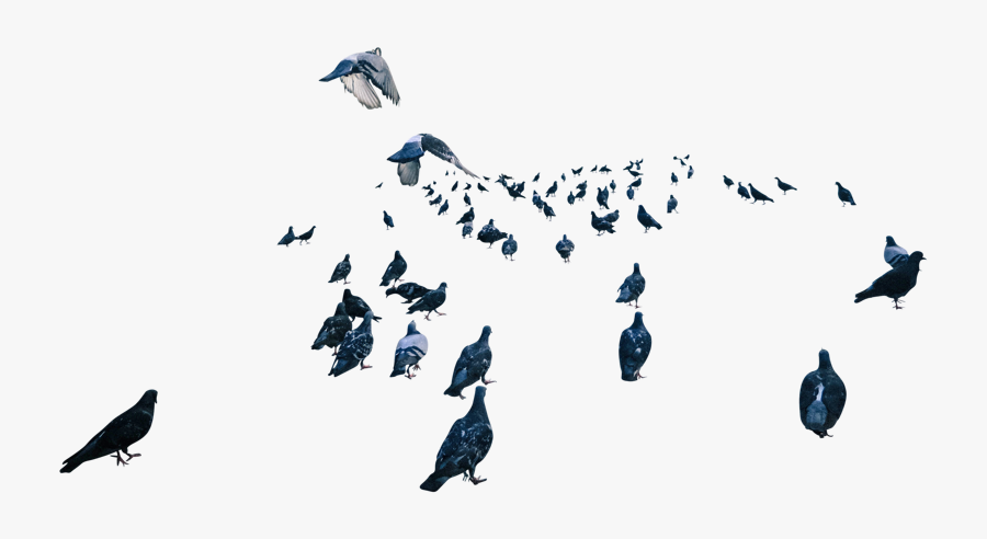 Birds Pigeons Freetoedit, Transparent Clipart