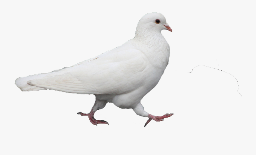 White Pigeon Bird Pngs Png Freetoedit, Transparent Clipart