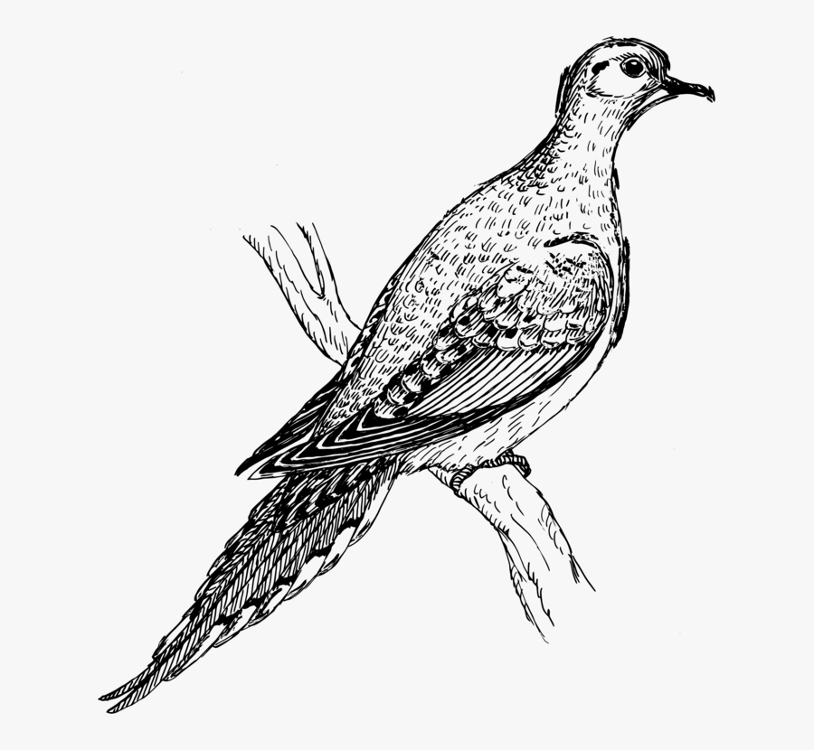 Collection Of Free Doves Drawing Mourning Dove Download, Transparent Clipart