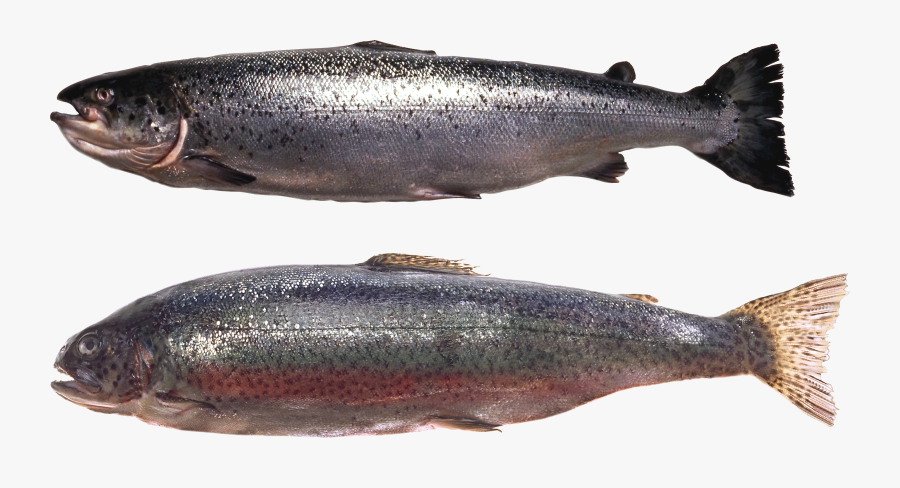 Dead Fish Clip Art, Transparent Clipart
