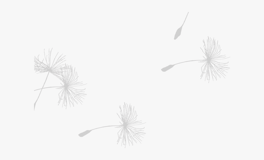 Transparent Dandelion, Transparent Clipart
