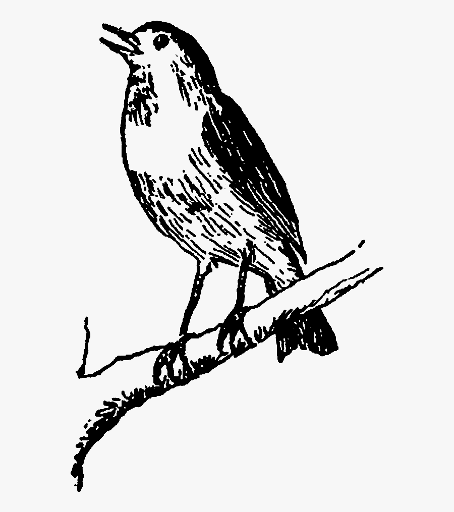 Singing Bird Clip Art, Transparent Clipart